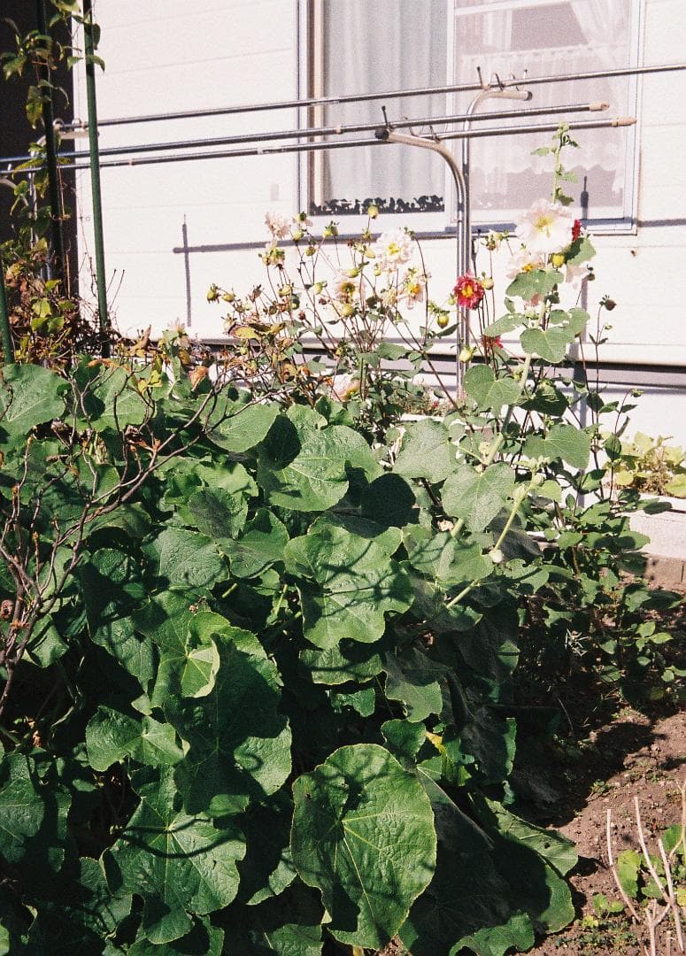 【フィルム試写あり・整備品】オリンパス　PEN-EES ３点ゾーンフォーカス