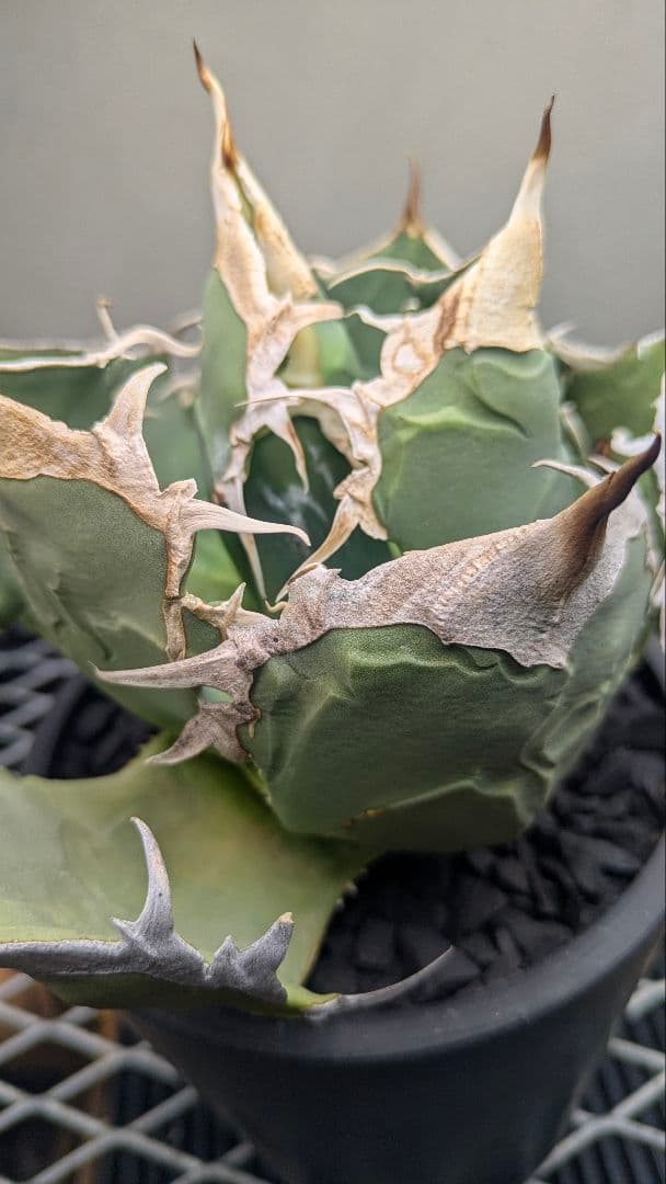 【現地球】アガベ　オアハカ　オテロイ　検）チタノタ　実生　ノーネーム