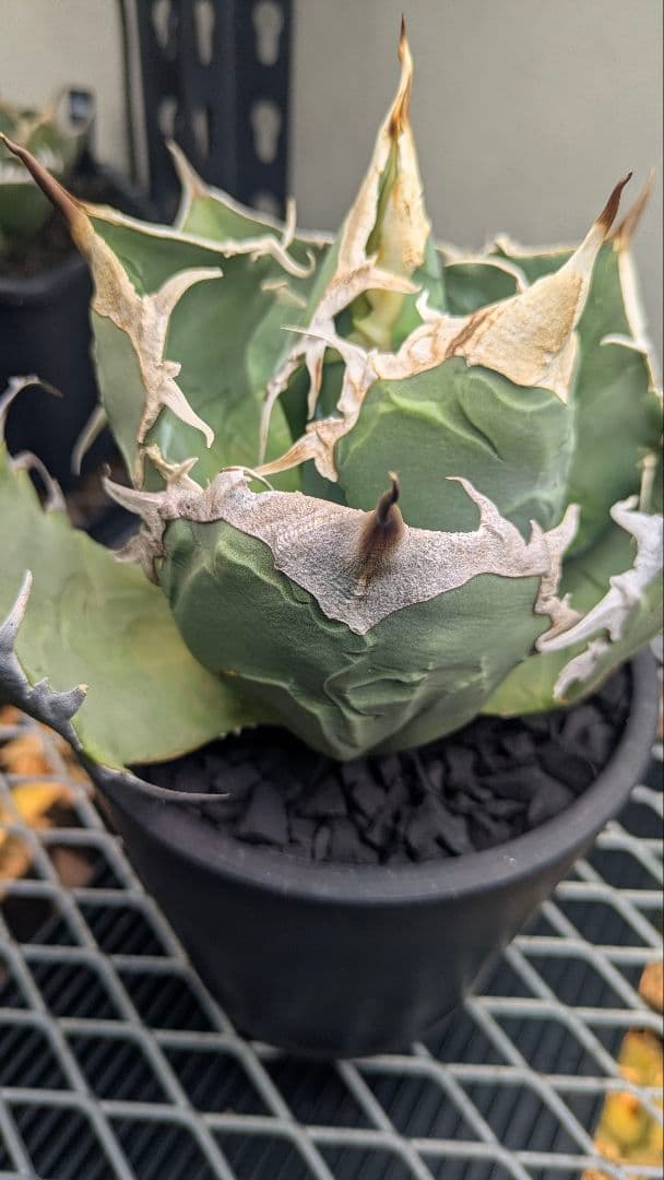 【現地球】アガベ　オアハカ　オテロイ　検）チタノタ　実生　ノーネーム