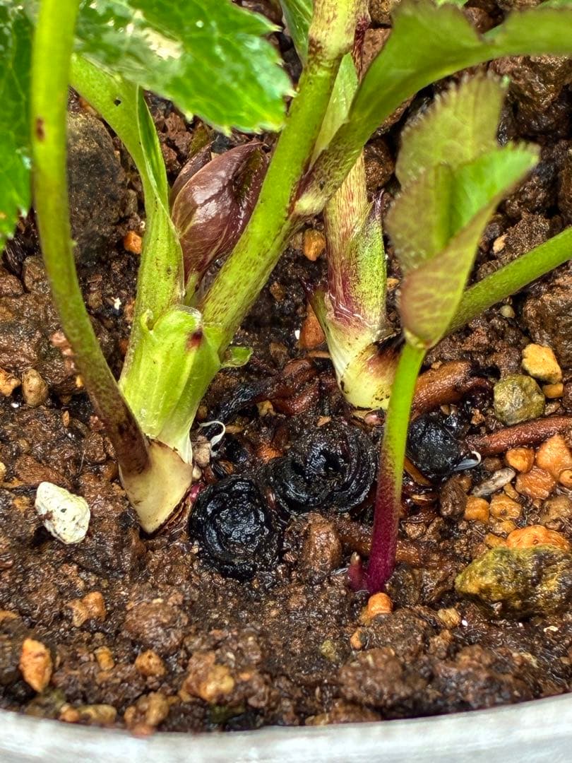 の*ん様 ☘️蕾付き☘️3368⭐️ダーク　クレオパトラ⭐️広瀬園芸⭐️