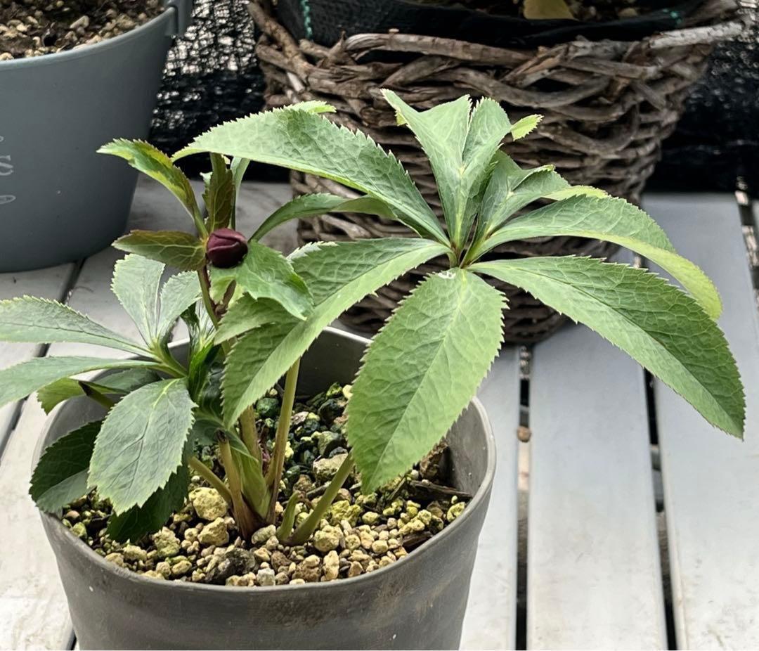 の*ん様 ☘️蕾付き☘️3368⭐️ダーク　クレオパトラ⭐️広瀬園芸⭐️