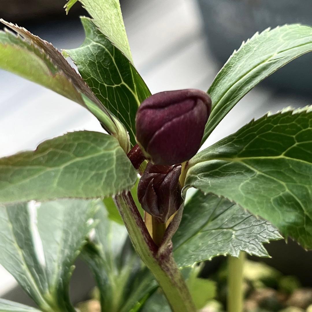 の*ん様 ☘️蕾付き☘️3368⭐️ダーク　クレオパトラ⭐️広瀬園芸⭐️