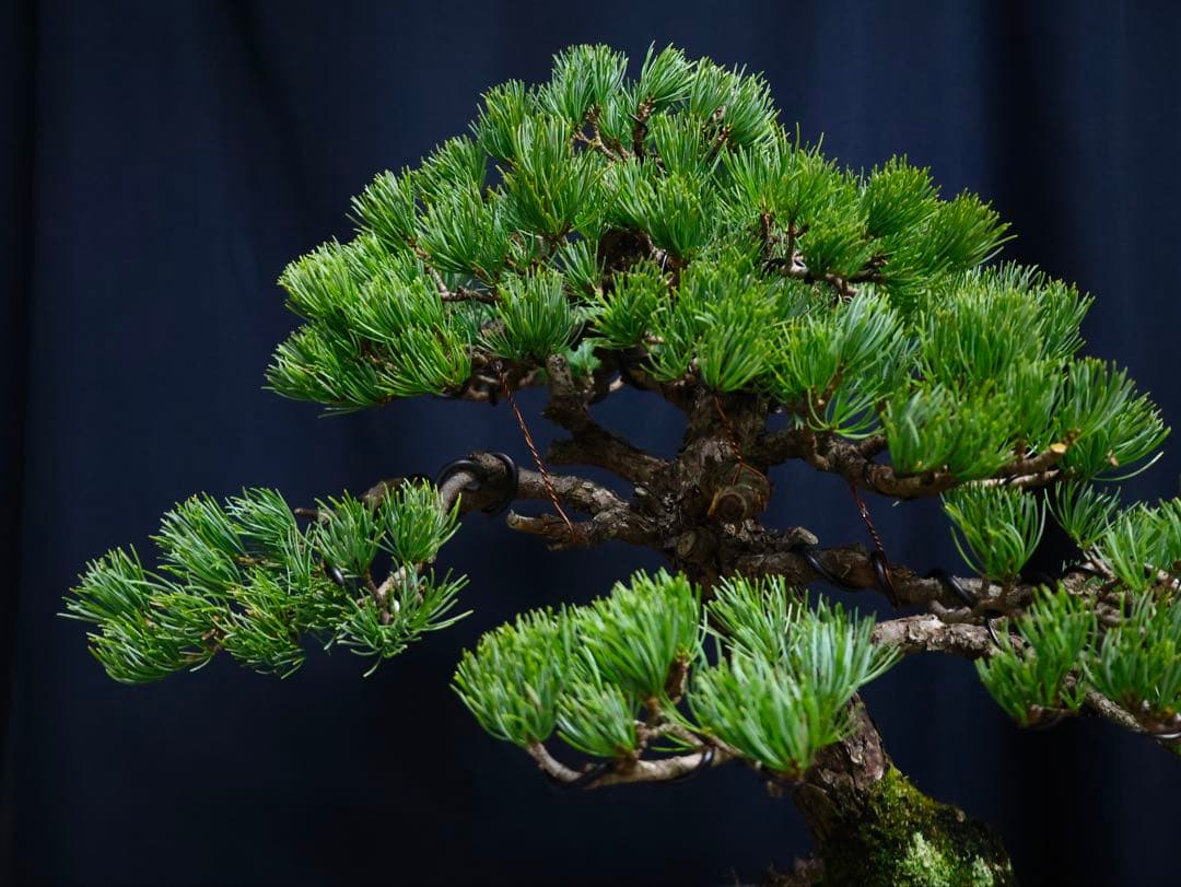 五葉松　盆栽　斜幹　葉性抜群　樹高52cm