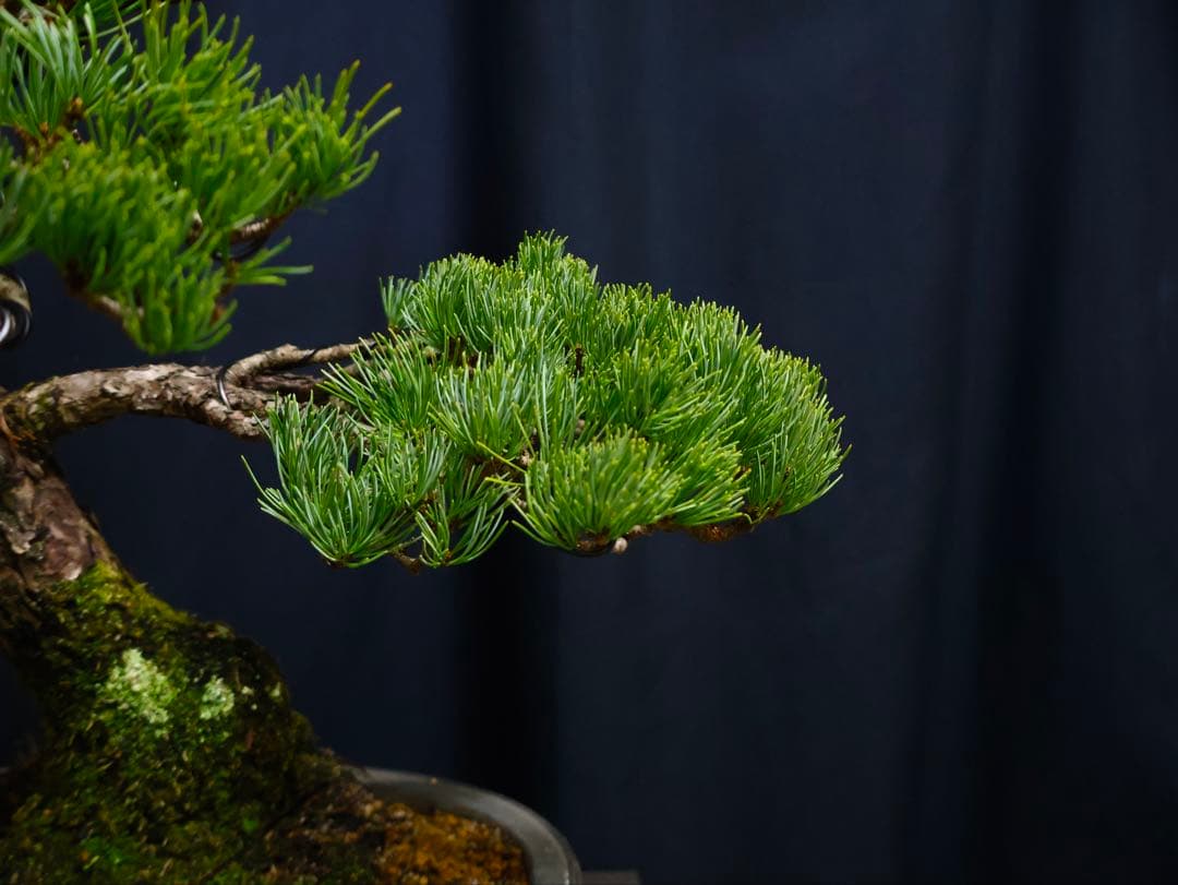 五葉松　盆栽　斜幹　葉性抜群　樹高52cm