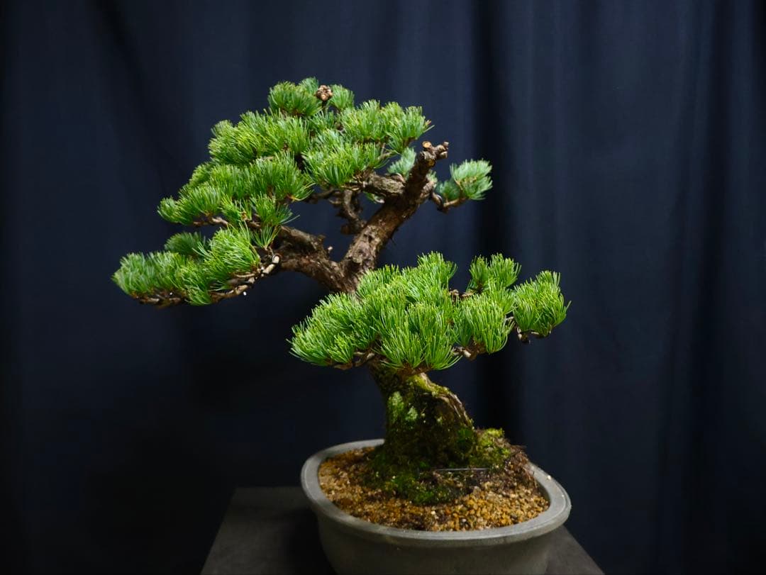 五葉松　盆栽　斜幹　葉性抜群　樹高52cm
