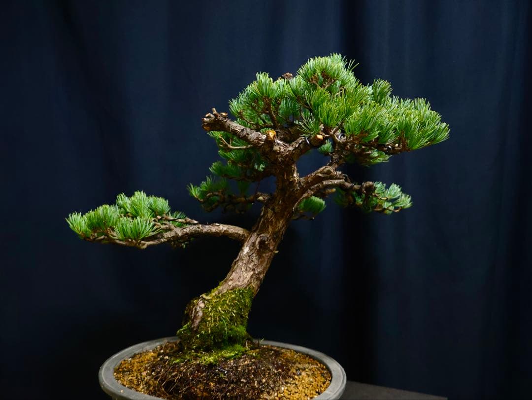 五葉松　盆栽　斜幹　葉性抜群　樹高52cm