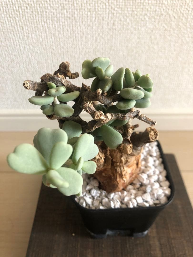 【塊根植物】ケラリアピグマエア現地株発根済み①ヘムヘム