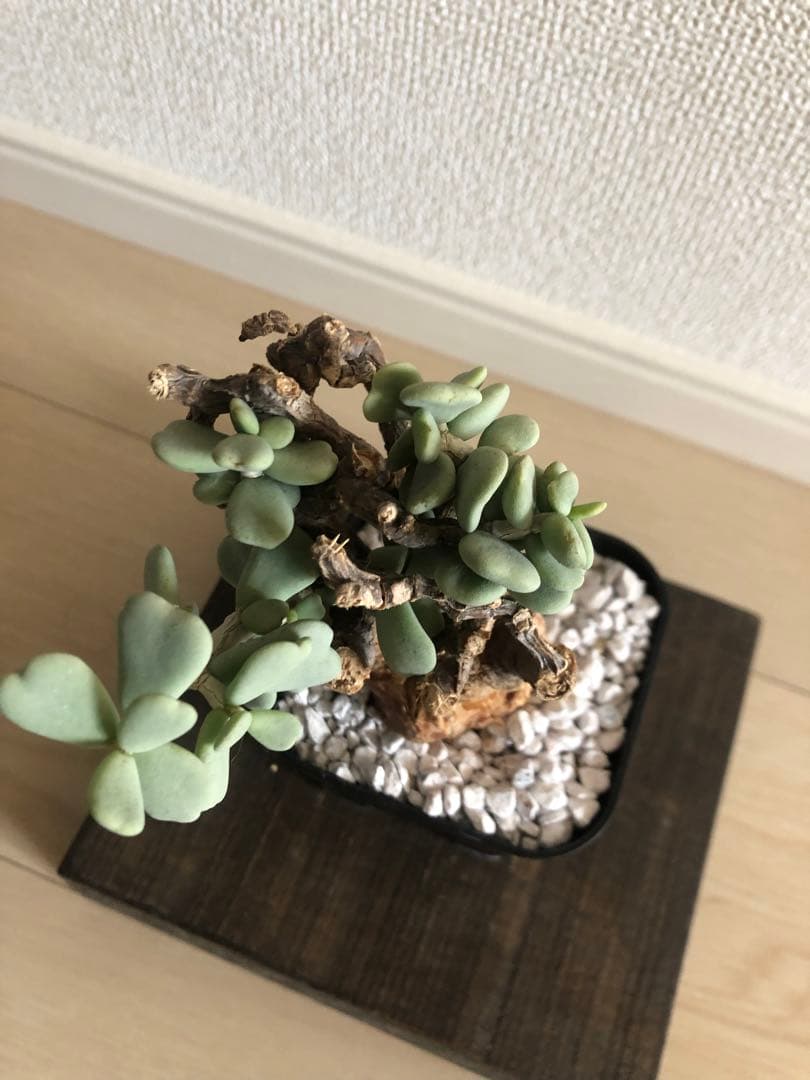 【塊根植物】ケラリアピグマエア現地株発根済み①ヘムヘム