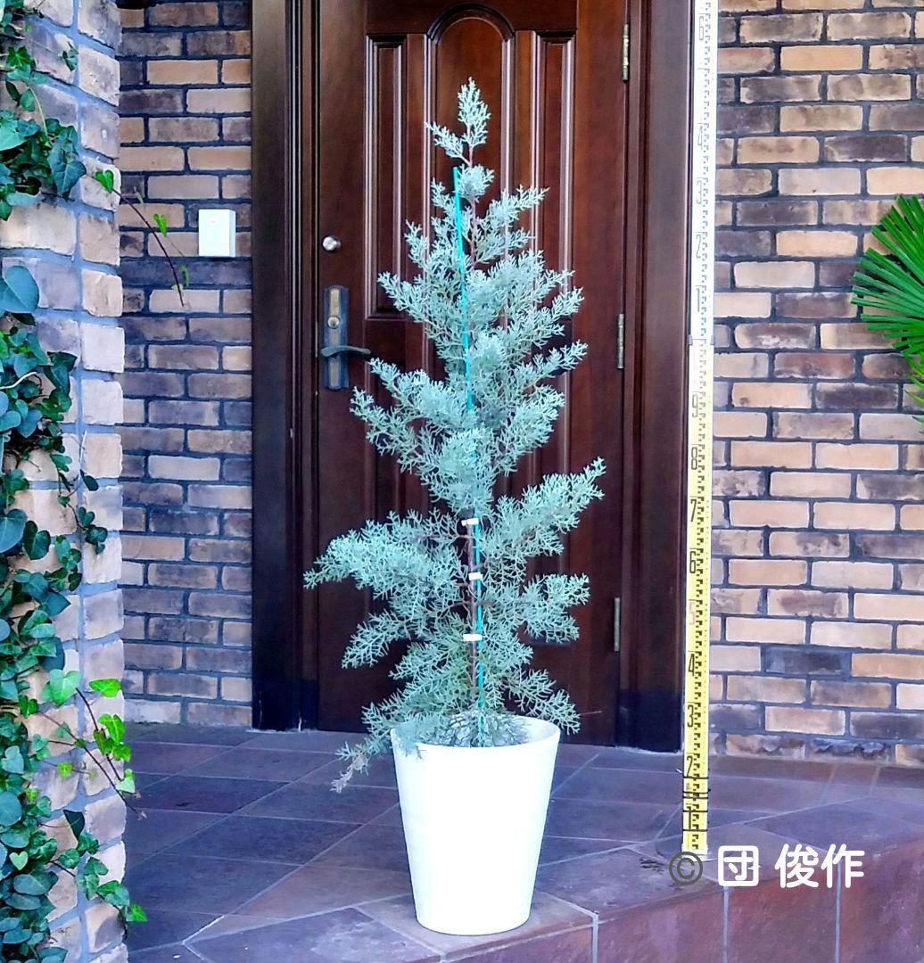 ブルーアイス 苗木 137cm❗8号 綺麗な葉色 シルバーブルー 鉢カバー付き