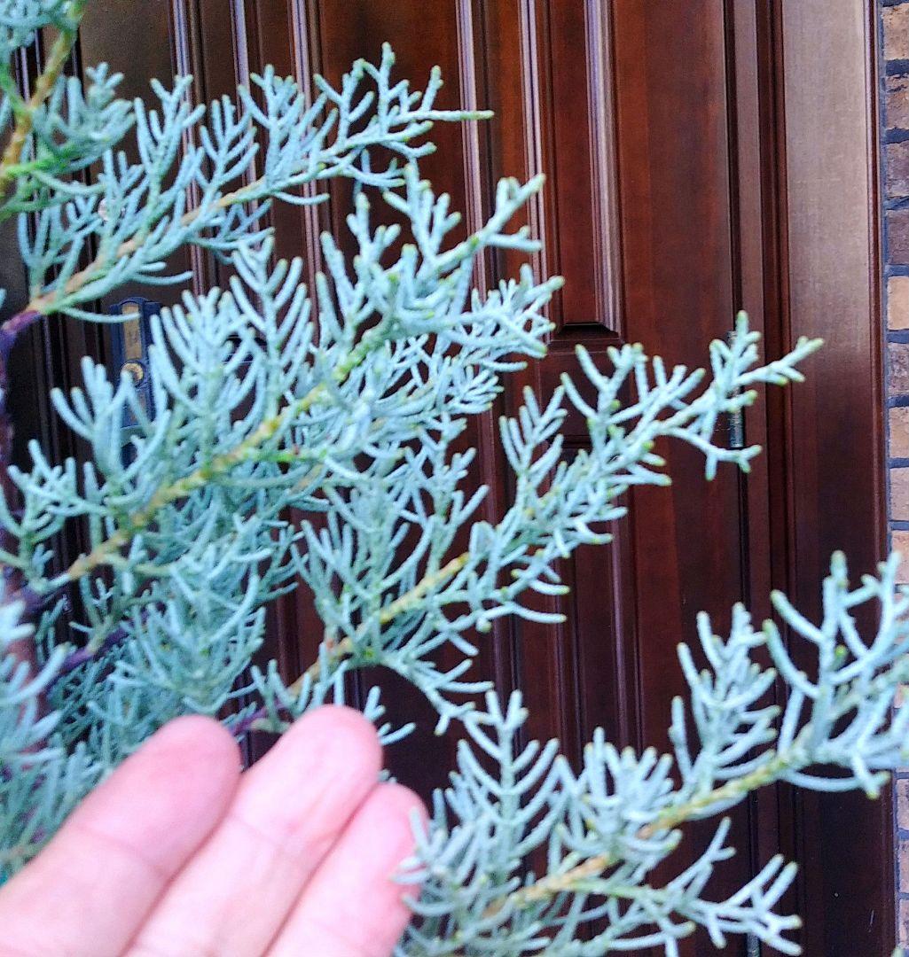 ブルーアイス 苗木 137cm❗8号 綺麗な葉色 シルバーブルー 鉢カバー付き