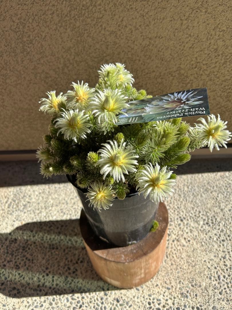 フィリカプベッセンスワフトフェザー7号②