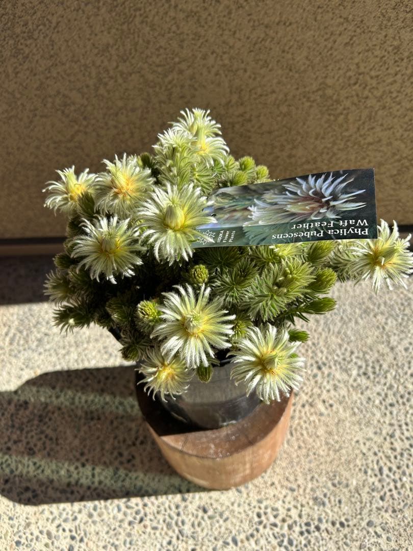 フィリカプベッセンスワフトフェザー7号②