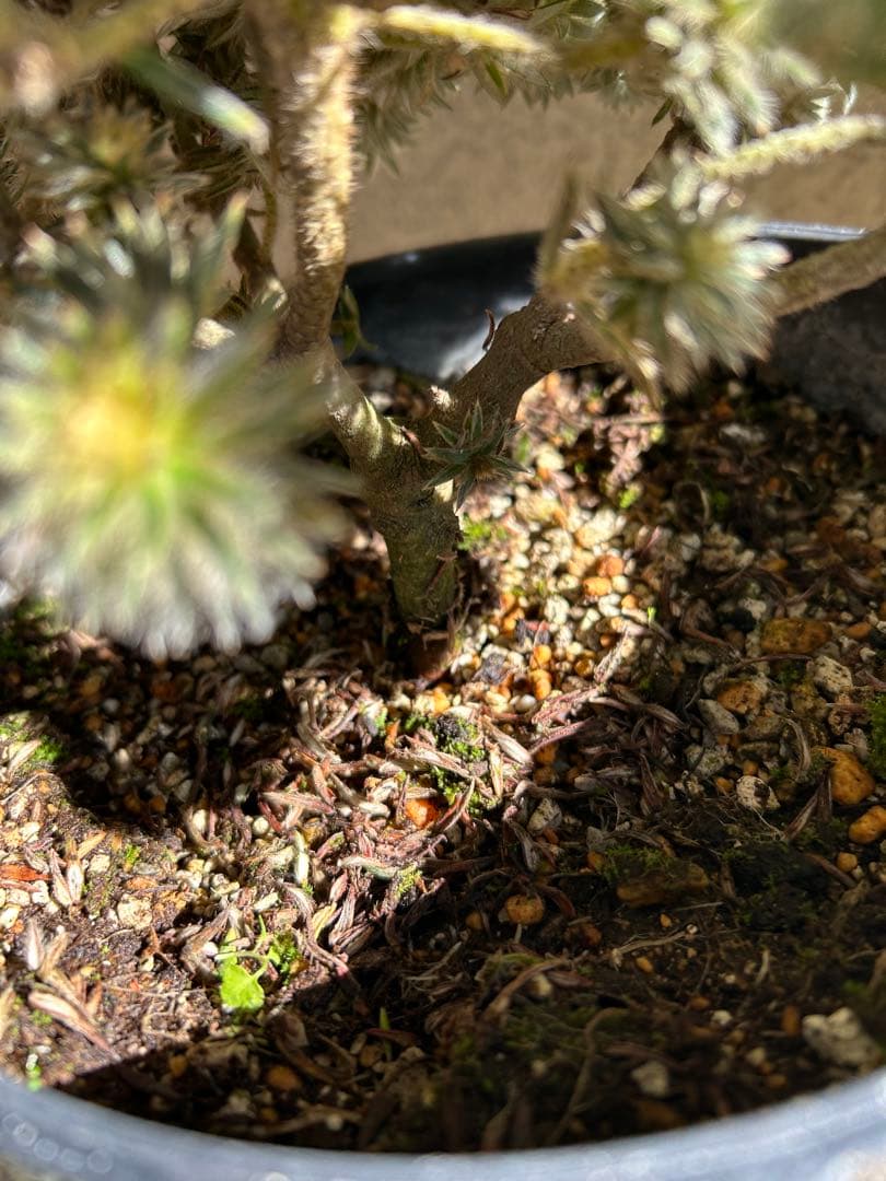 フィリカプベッセンスワフトフェザー7号②