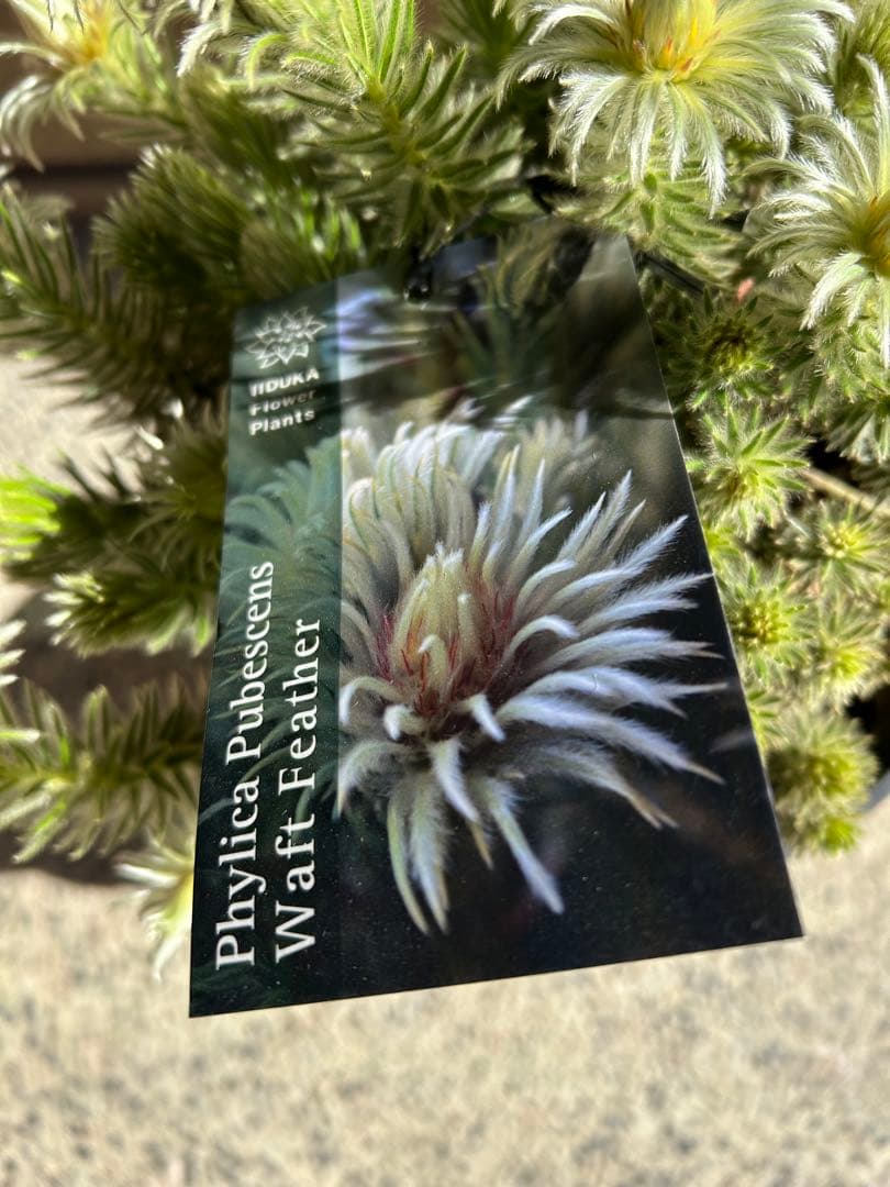 フィリカプベッセンスワフトフェザー7号②