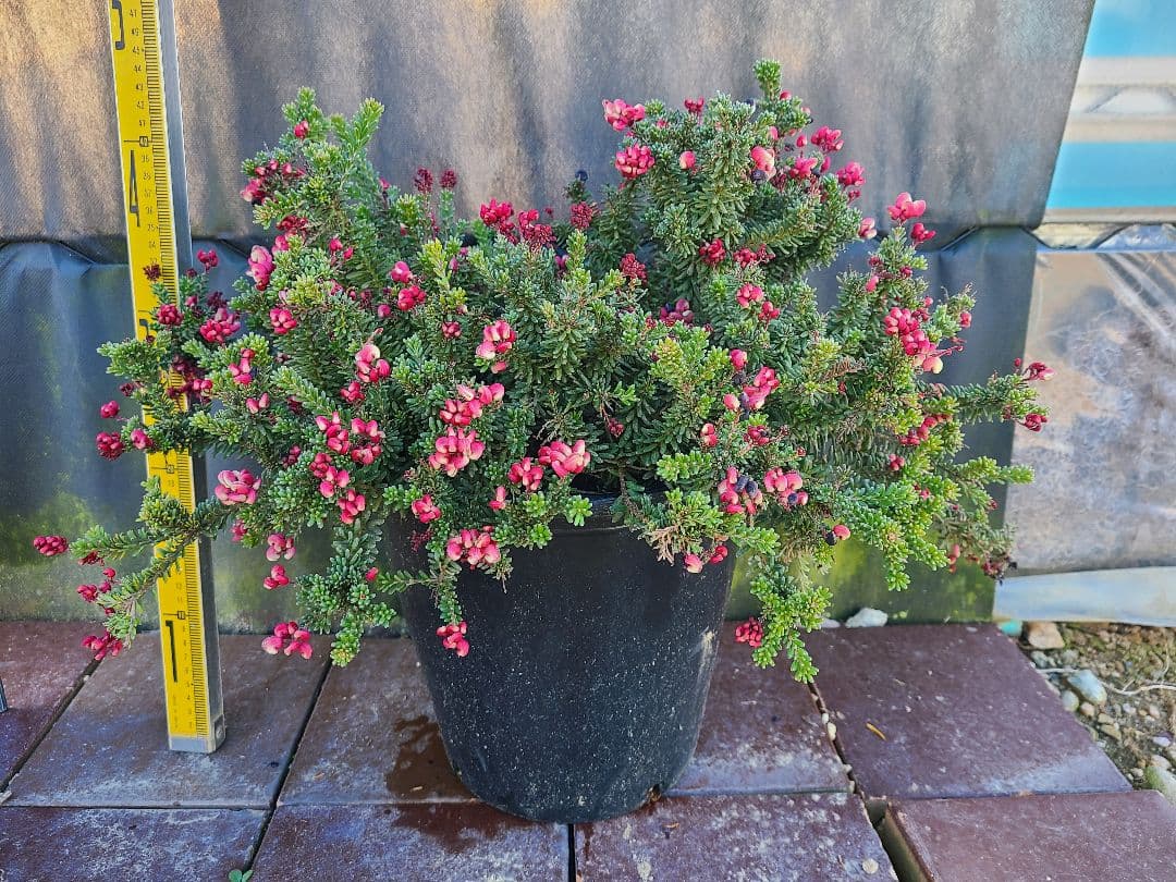 グレビレア ラニゲラ花たくさんモリモリ大株 8号鉢