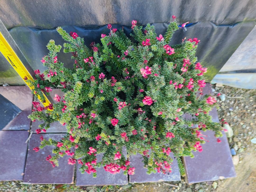 グレビレア ラニゲラ花たくさんモリモリ大株 8号鉢