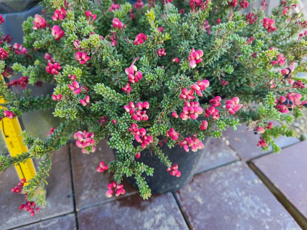 グレビレア ラニゲラ花たくさんモリモリ大株 8号鉢