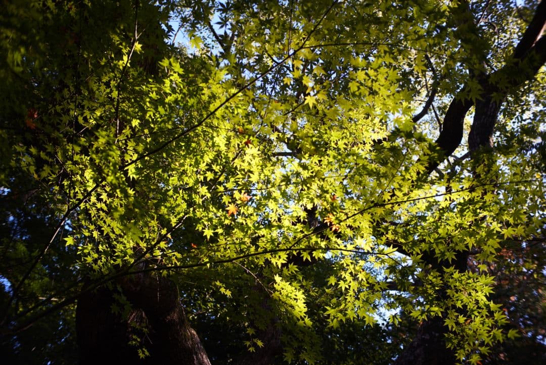 セール中！FUJIFILMミラーレスカメラ対応！Xマウント用25mm!!! 美品