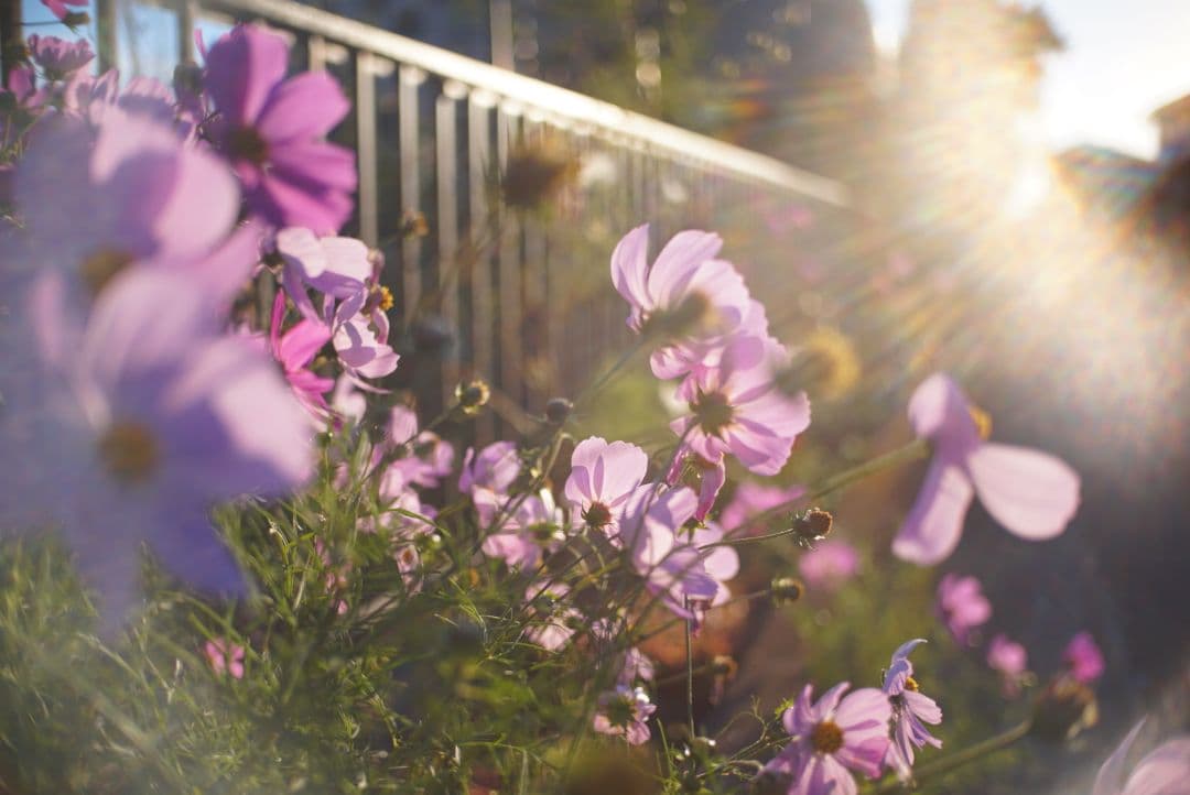 セール中！FUJIFILMミラーレスカメラ対応！Xマウント用25mm!!! 美品