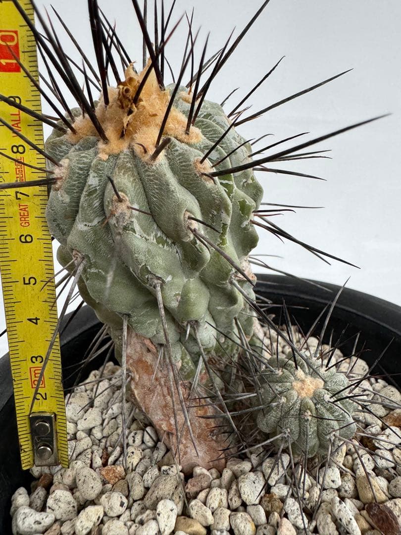 コピアポア　黒士冠　デアルバータ　現地球