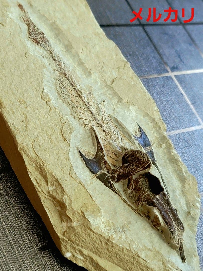 3D！魚類化石【Coccodus insignis】(crusher fish)