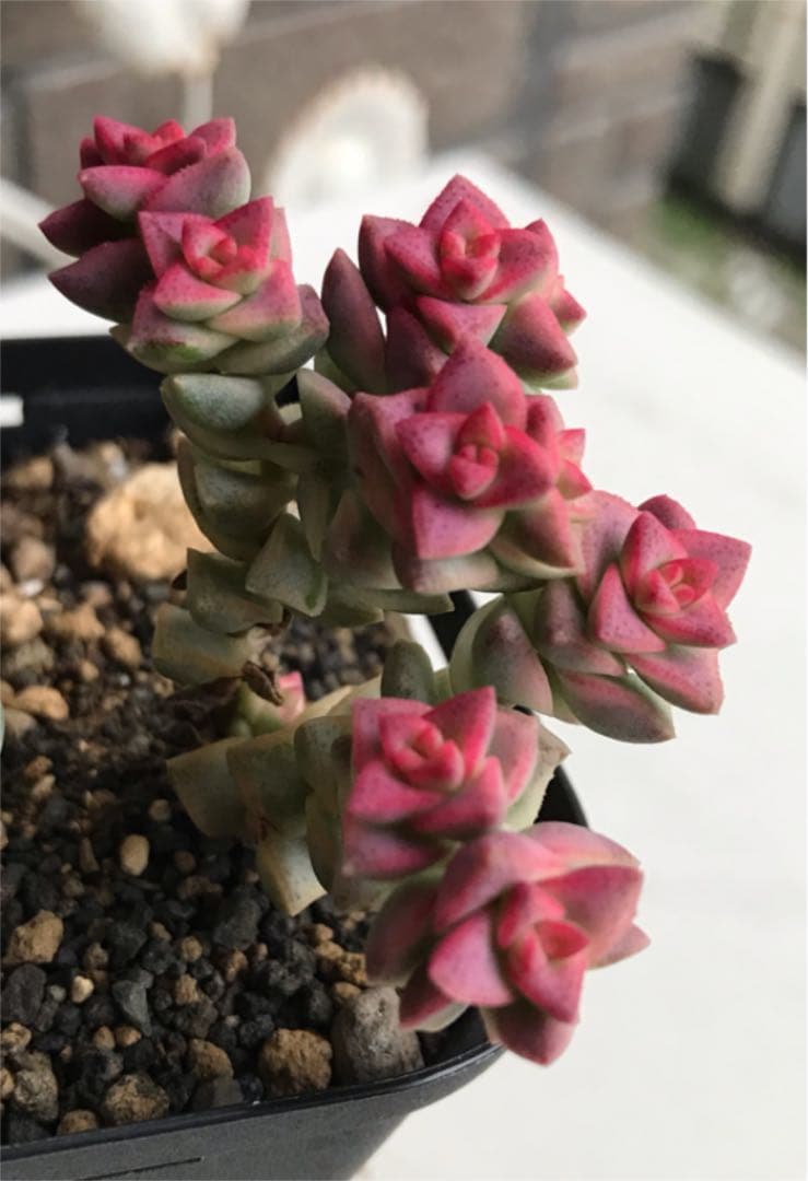 ★★めっちゃピンク❤️★パステル★抜き苗★子吹き中♪♪★多肉植物★★