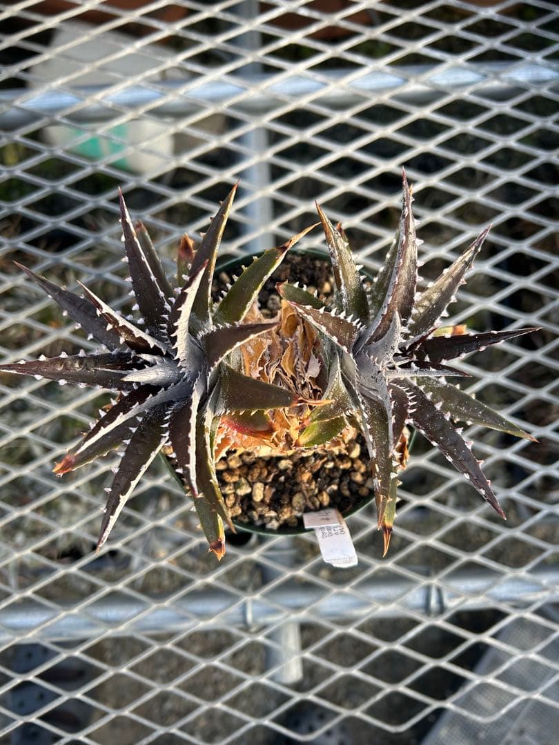 DBディッキア Arizona x BS, Paylen, Keswick ⑴