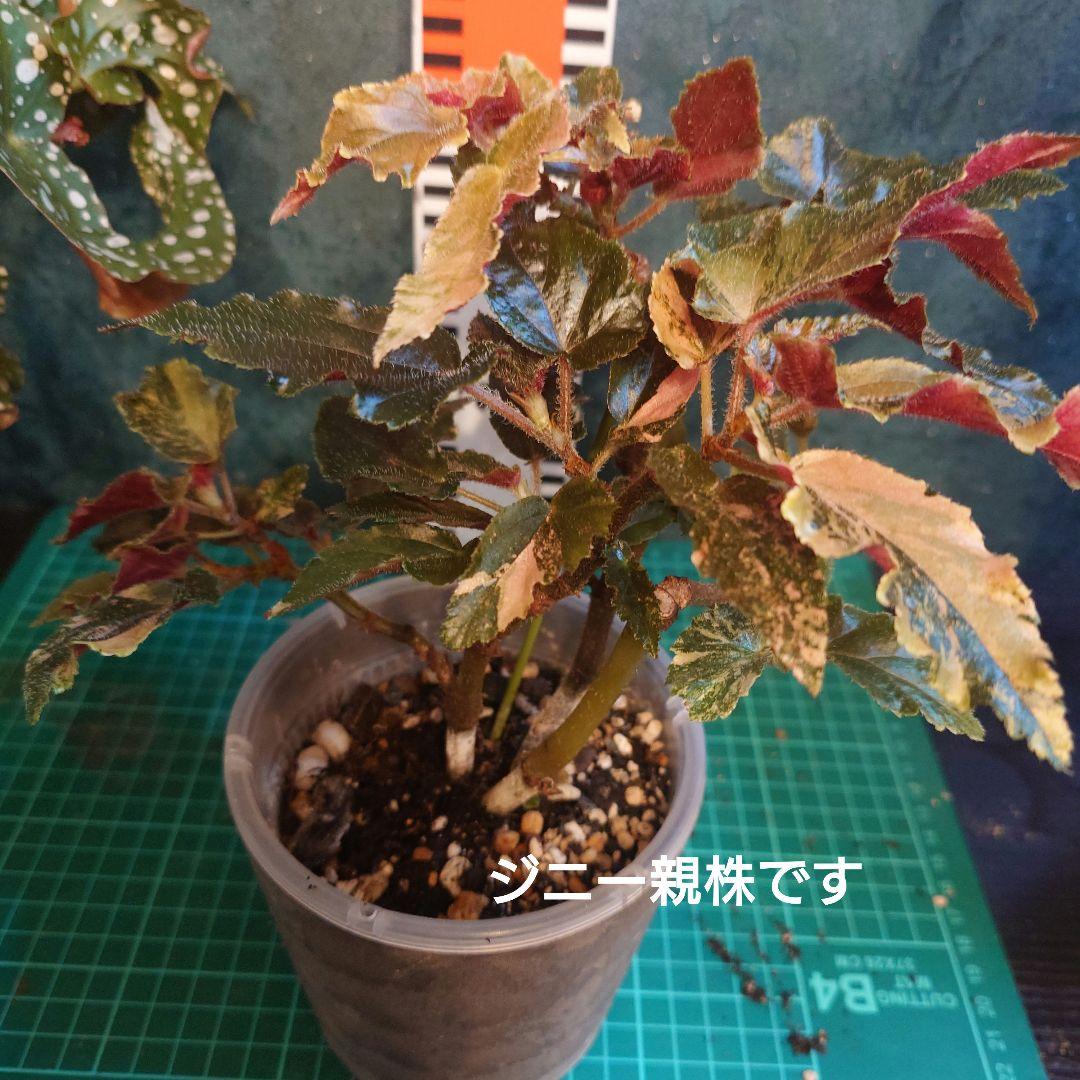 らいとママ様　ご確認用