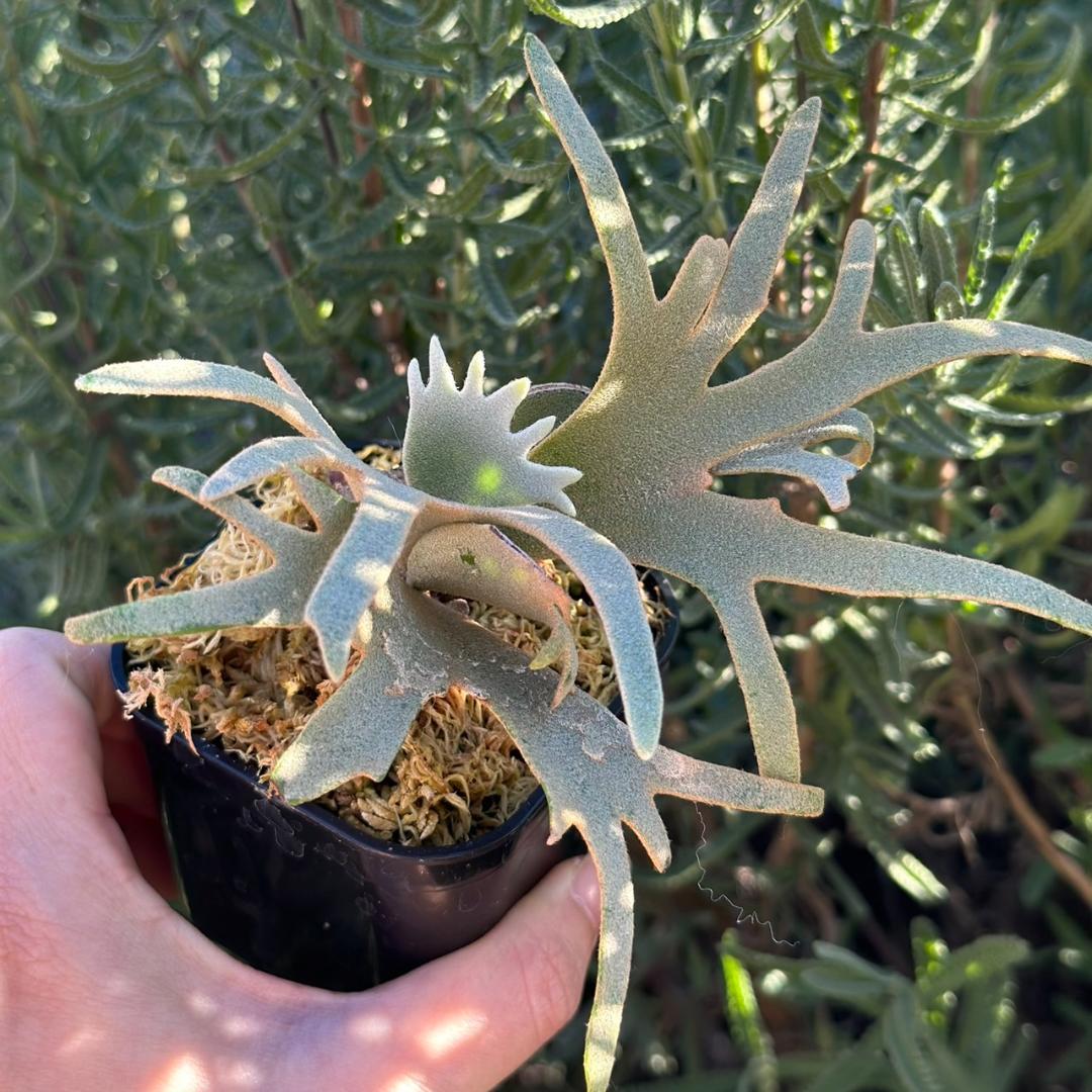 Yellow moon dwarf ’totoro’ sporeling 503