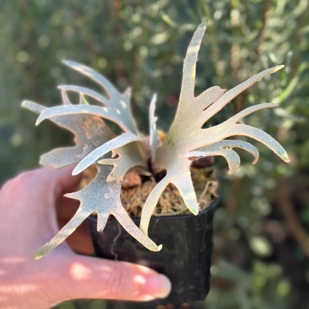 Yellow moon dwarf ’totoro’ sporeling 503