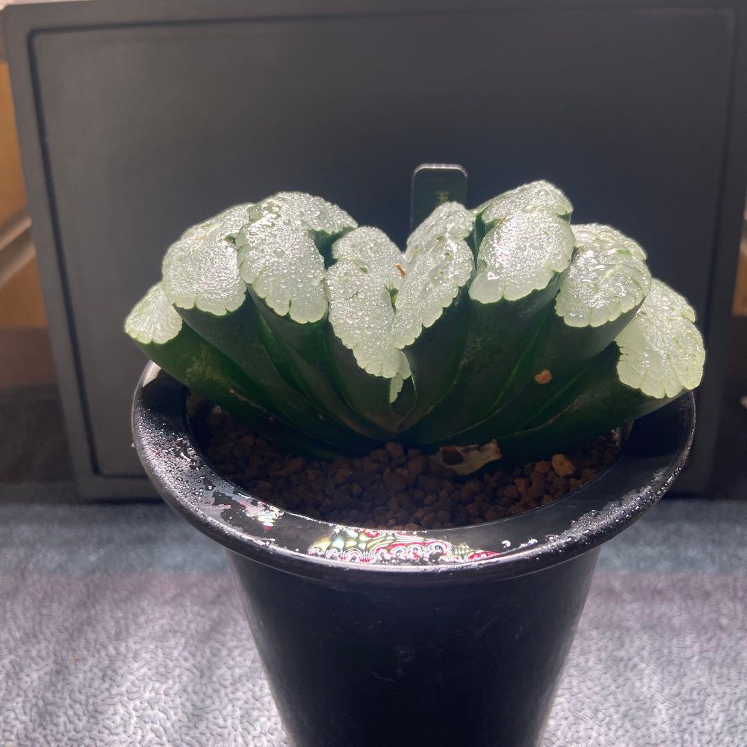 玉扇　超美株　大きい