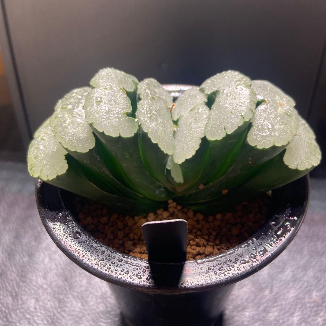 玉扇　超美株　大きい