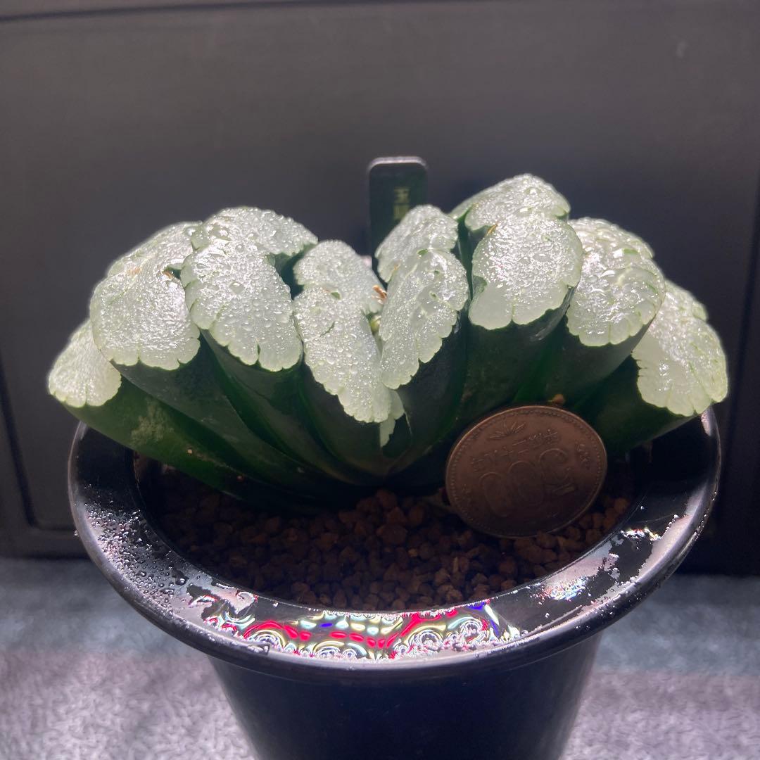 玉扇　超美株　大きい