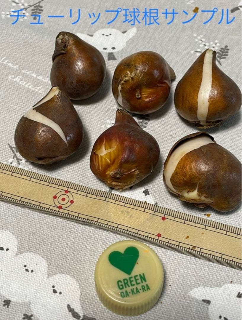 【球根】ホーランドシック 7球　チューリップ　ユリ咲き　ホワイト　ピンクボカシ