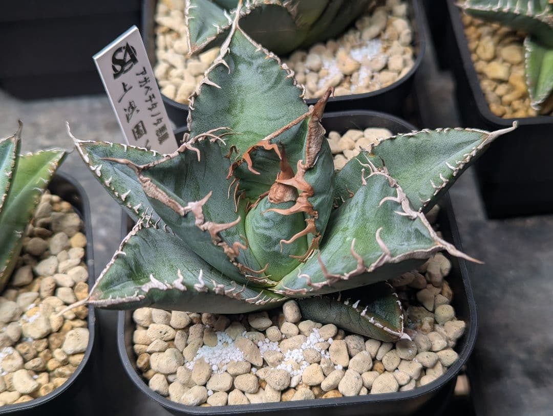 デカ株 チタノタ「惡魔 Medusa」悪魔くん プレステラ105 タグ鉢ごと発送