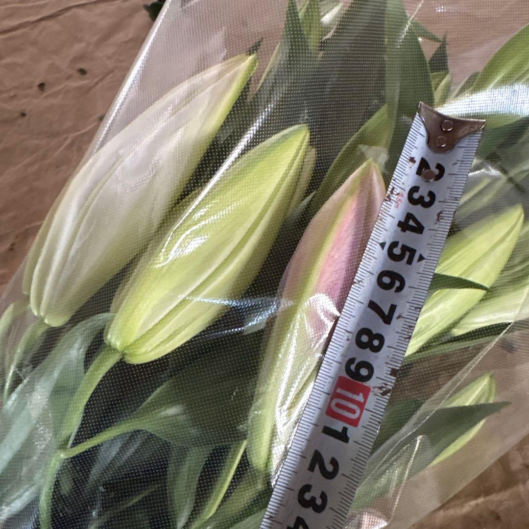 ミニーマウス5 同梱ピンク色百合10本 白百合3〜5輪咲き10本プレミアム