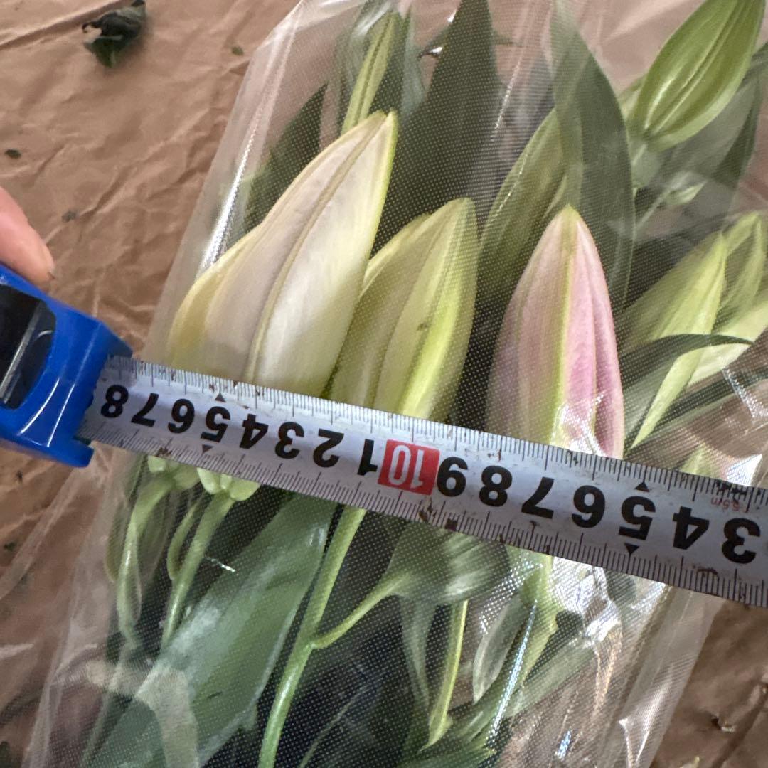 ミニーマウス5 同梱ピンク色百合10本 白百合3〜5輪咲き10本プレミアム