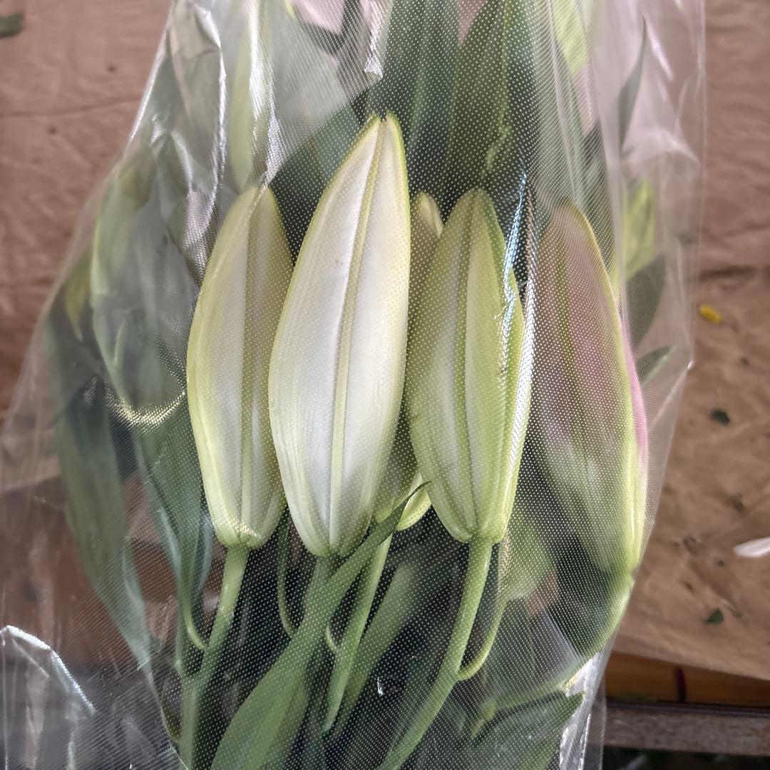 ミニーマウス5 同梱ピンク色百合10本 白百合3〜5輪咲き10本プレミアム