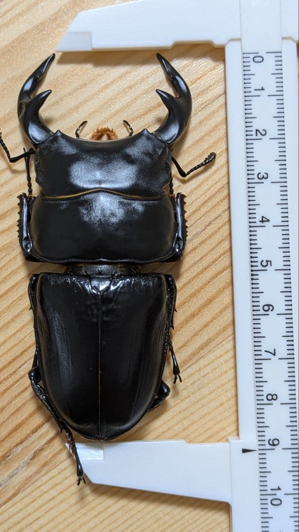 グランディスオオクワガタ　８８．２mmペア