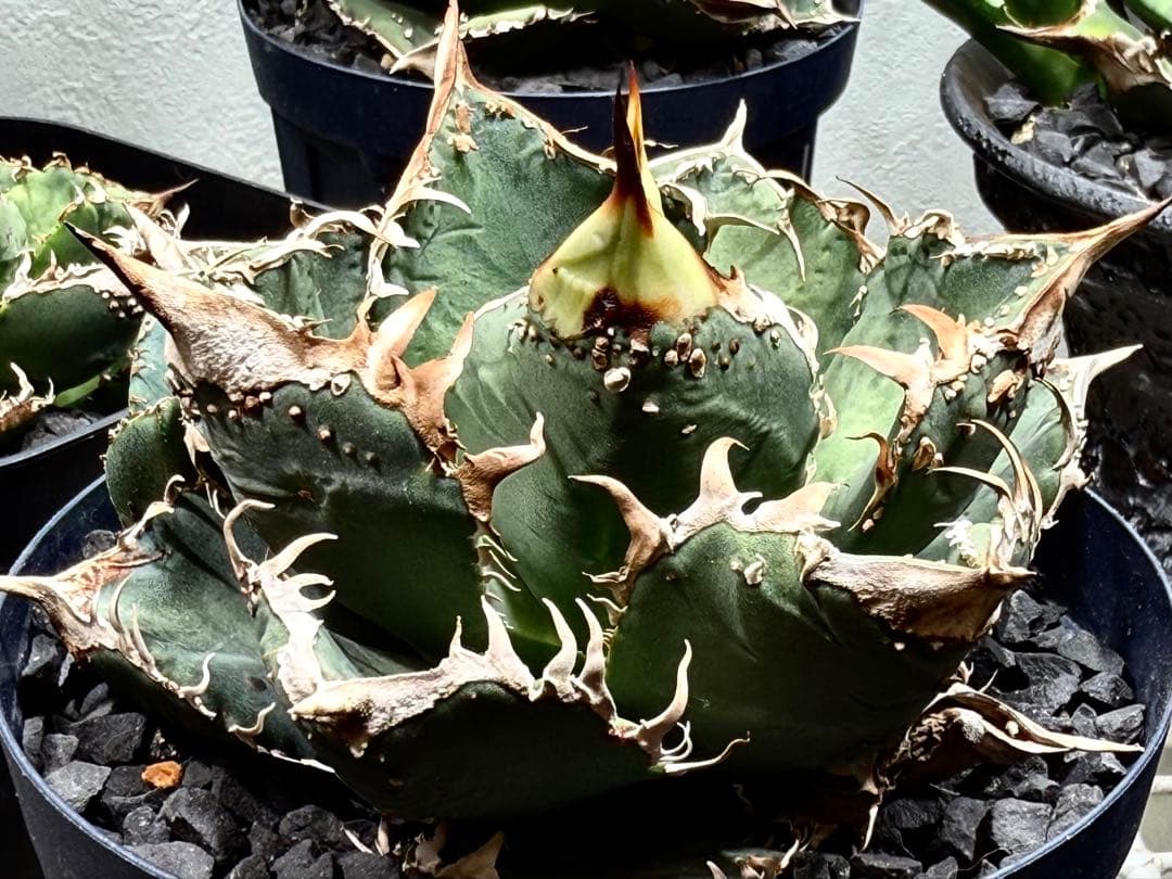 アガベ　チタノタ　金蟾　OG ぶつぶつ　子株 ブツブツ