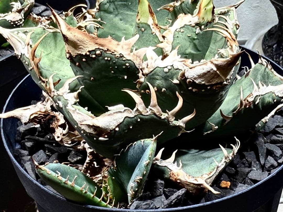 アガベ　チタノタ　金蟾　OG ぶつぶつ　子株 ブツブツ