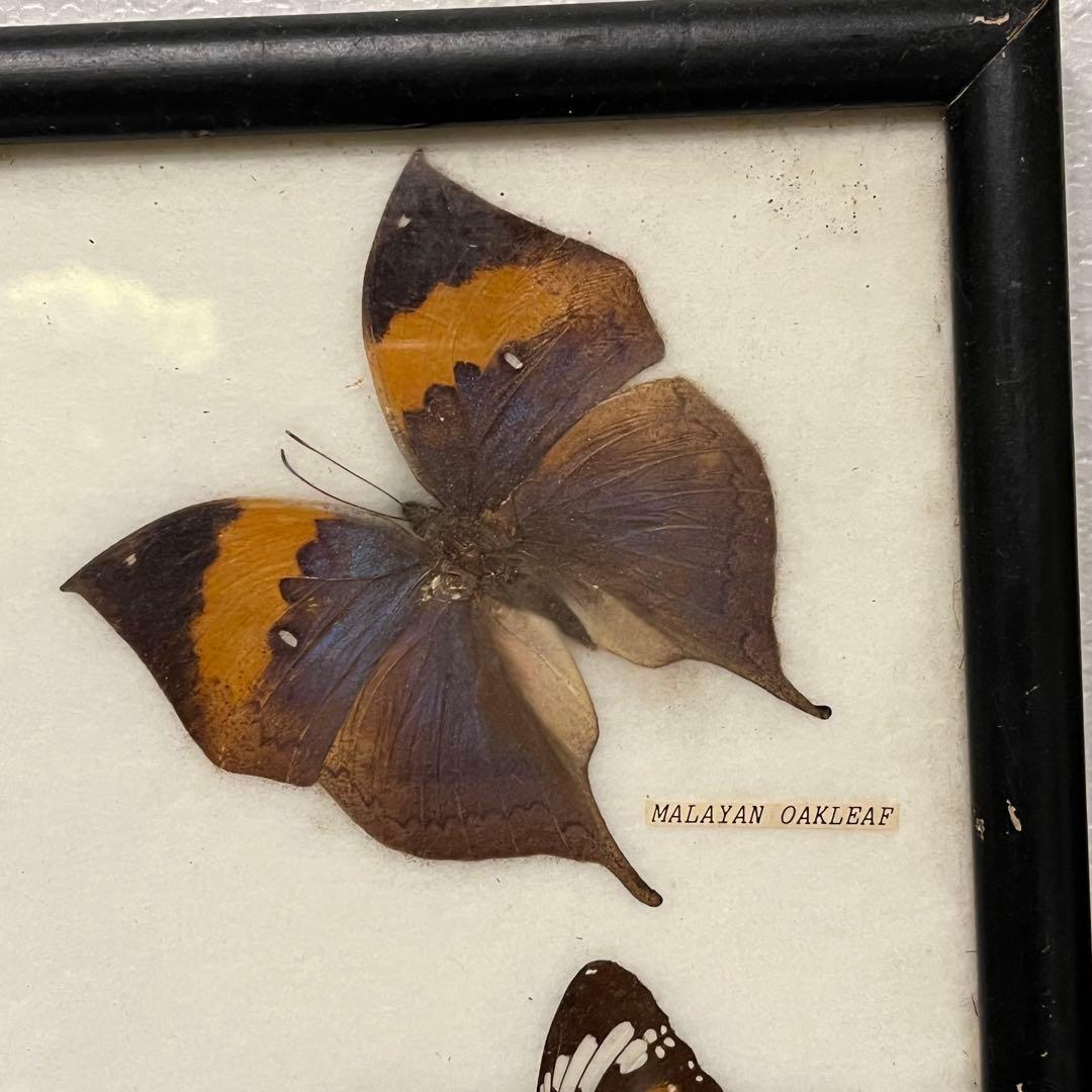 大型 昆虫標本 フレーム アトラス蛾 蝶標本 額装