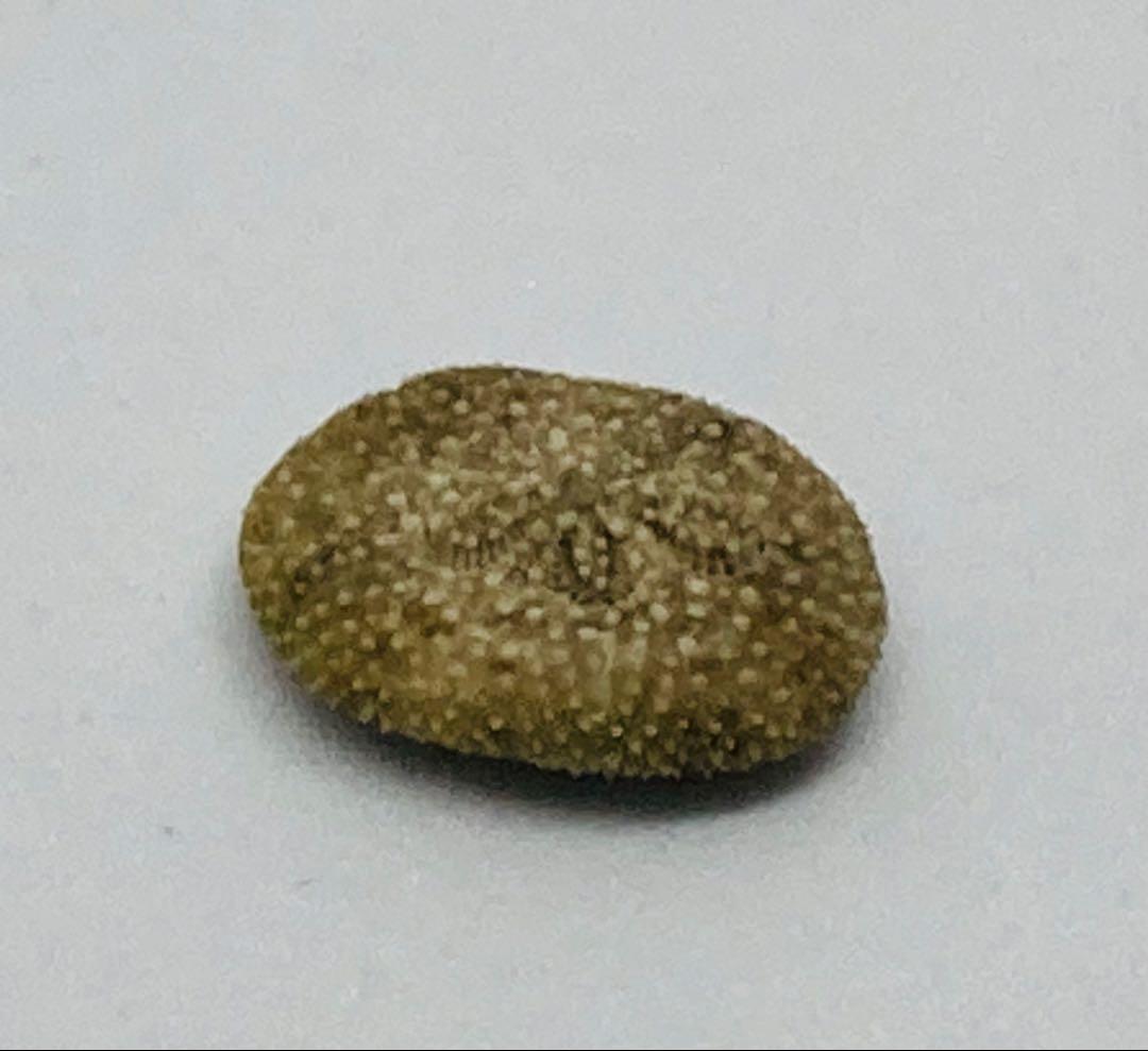 超極小タコノマクラ 棘皮動物 ウニ カシパン たこのまくら