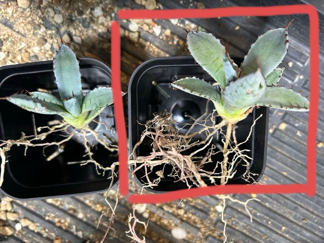 アガベ ハイブリッド株 激怒乃舞 激怒甲蟹×屈原の舞扇‼️