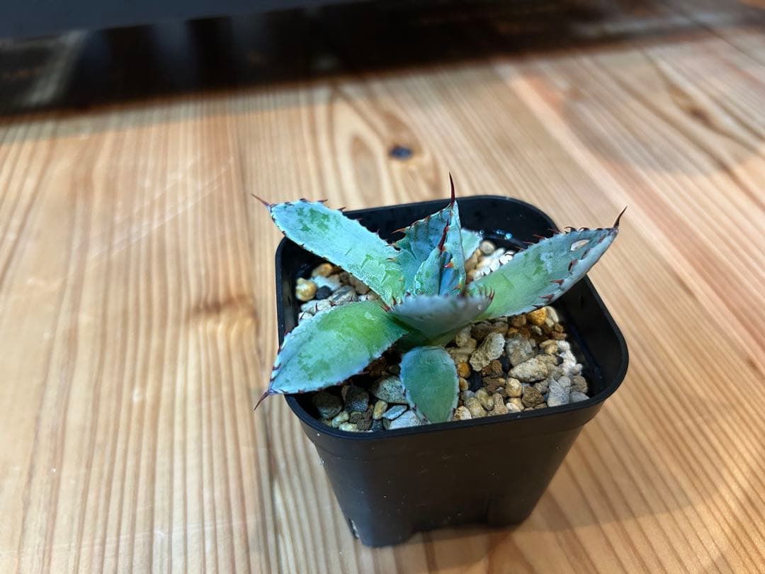 アガベ ハイブリッド株 激怒乃舞 激怒甲蟹×屈原の舞扇‼️