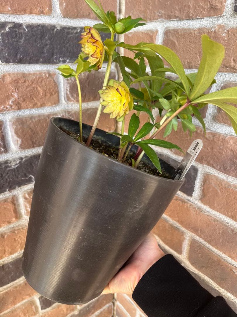 クリスマスローズ　広瀬園芸