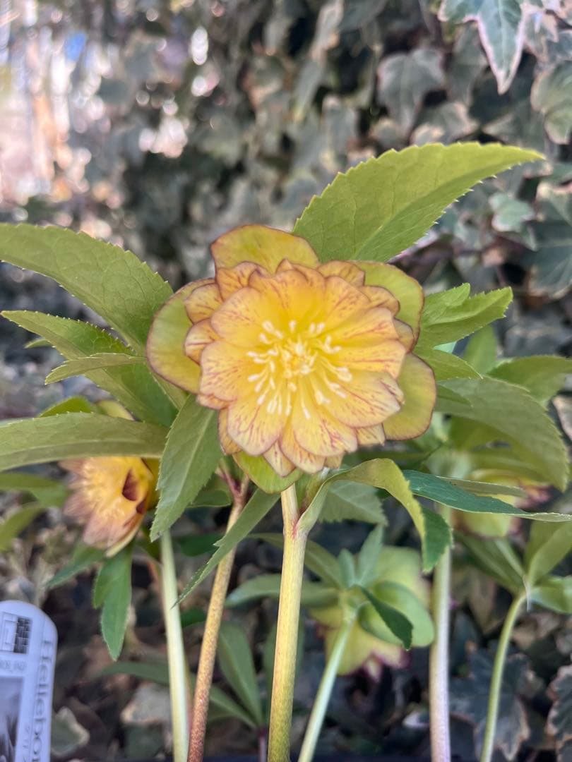 クリスマスローズ　広瀬園芸