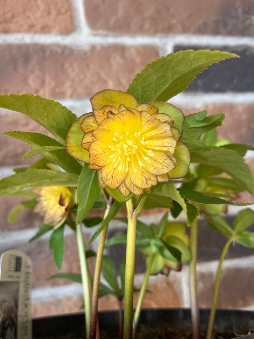 クリスマスローズ　広瀬園芸