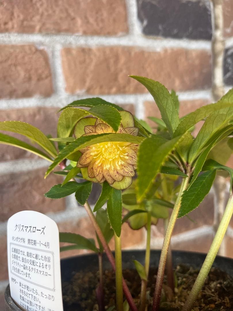 クリスマスローズ　広瀬園芸