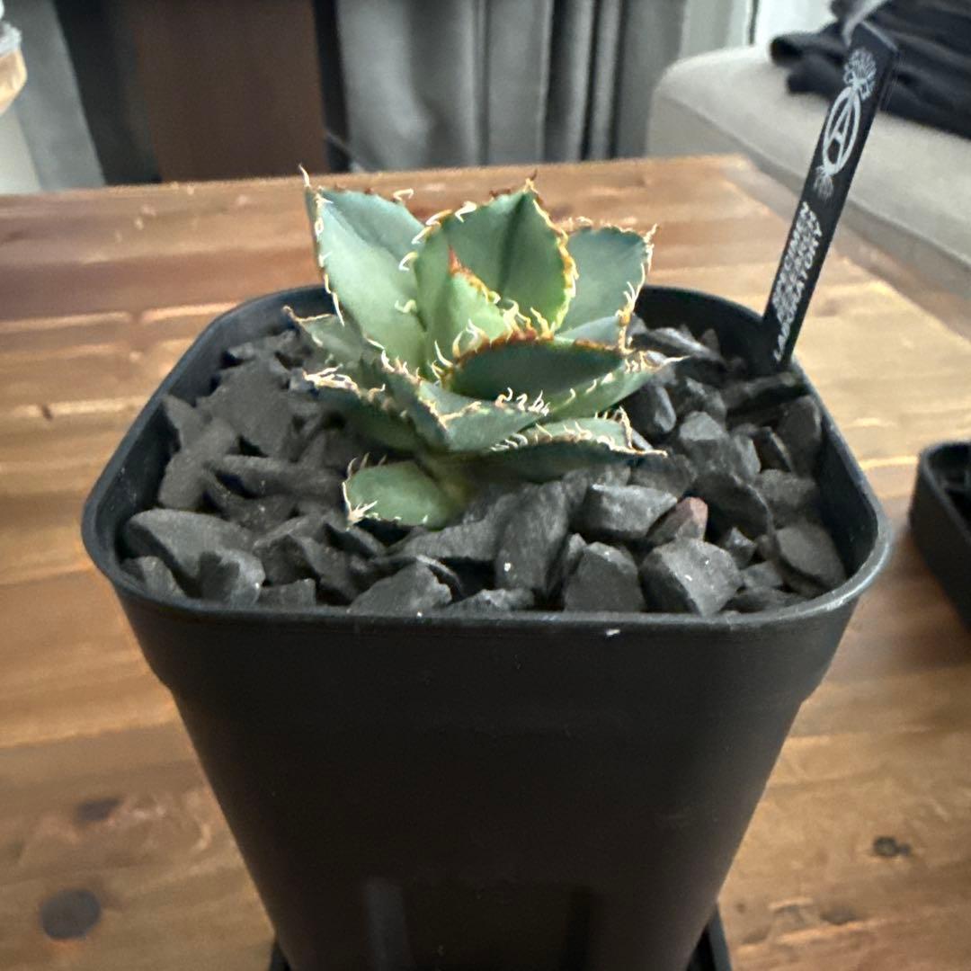 ハイブリッド　アガベ　ドワーフ×エボリスピナ